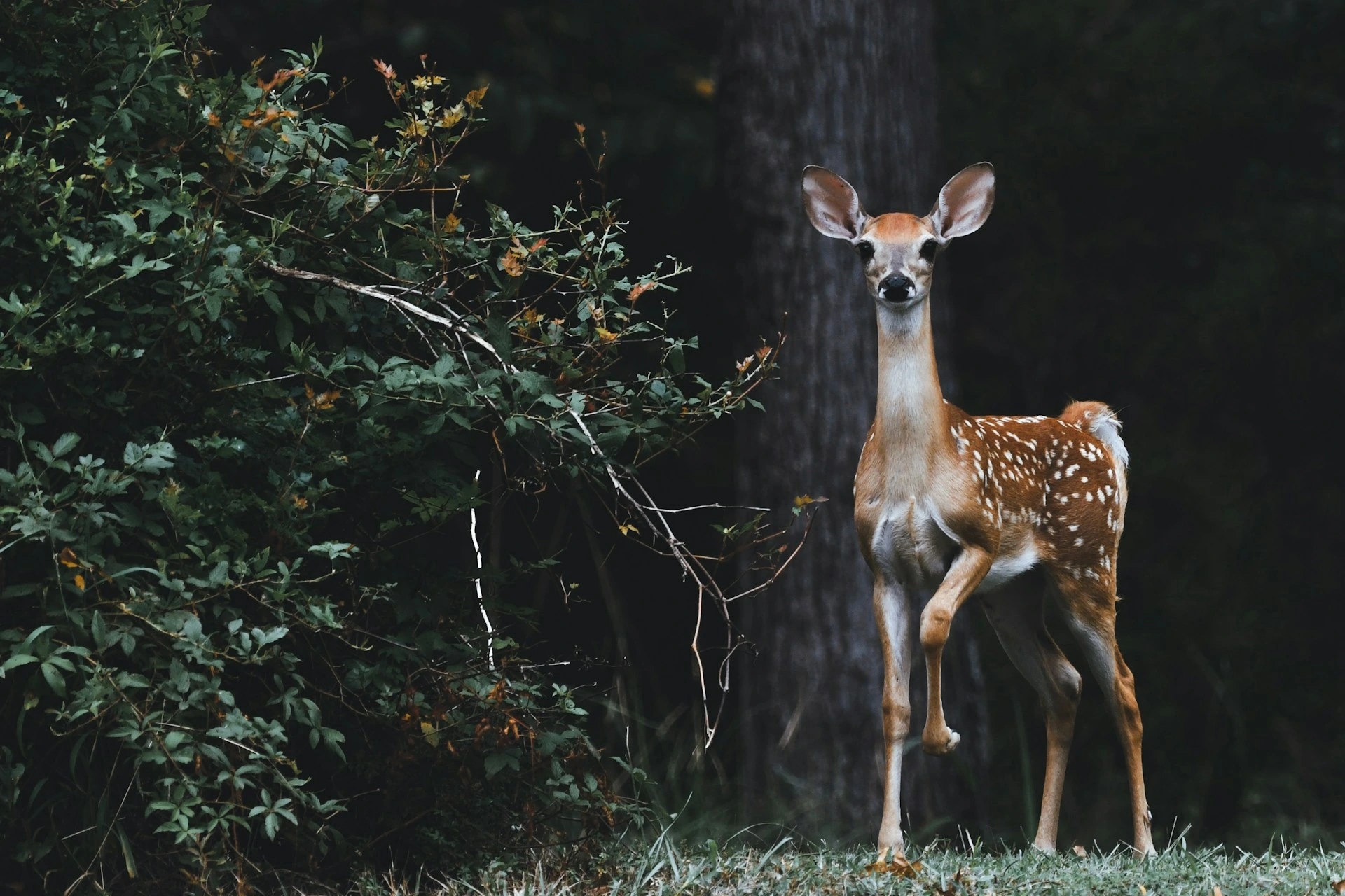 Google uv&aacute;d&iacute; SpeciesNet, otevřen&yacute; zdroj AI pro identifikaci divok&eacute; zvěře